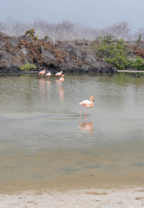 Flamingos