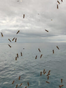 Eintagsfliegen