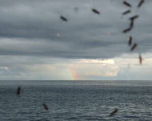Regenbogen