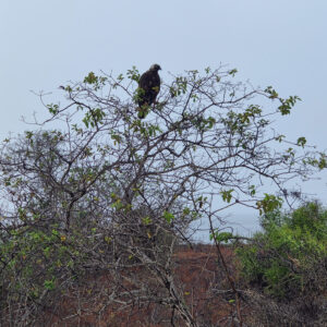 Galapagos Bussard