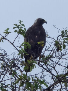 Galapagos Bussard