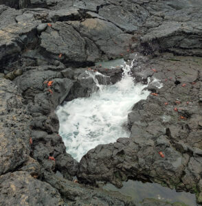 Blowhole