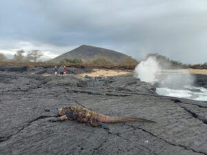 Blowhole