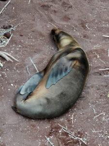 Seelöwe