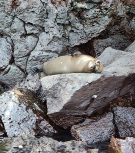 Seelöwe