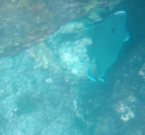 Glasbodenboot