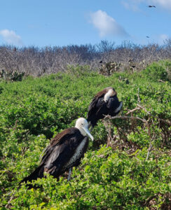 Fregattvögel