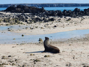 Seelöwe