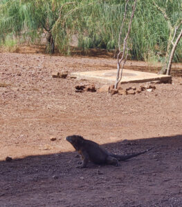 Landleguan