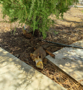 Landleguan
