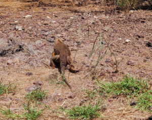 Landleguan