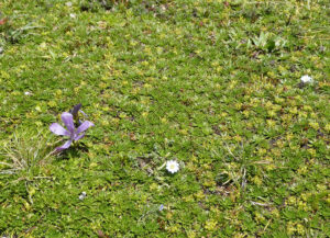 Flora