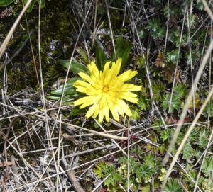 Flora