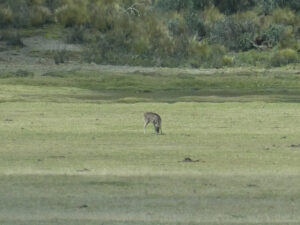 unscharfe Rehe in der Ferne