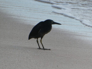 Vogel am Strand