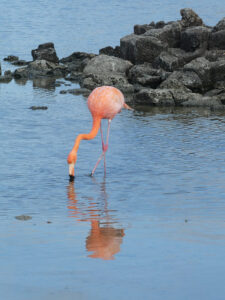 Flamingos