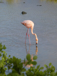 Flamingos