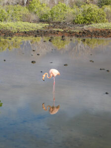 Flamingos