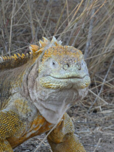 Landleguan