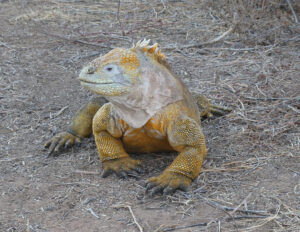 Landleguan