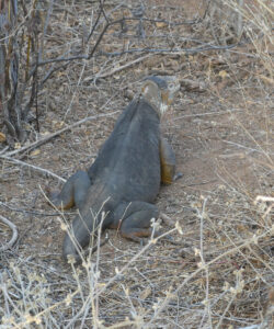 Landleguan