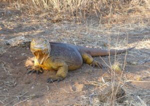 Landleguan