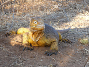 Landleguan