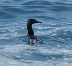 flugunfähiger Kormoran