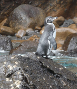 Galapagos Pinguin