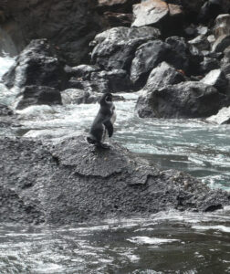 Galapagos Pinguin