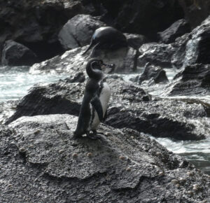 Galapagos Pinguin