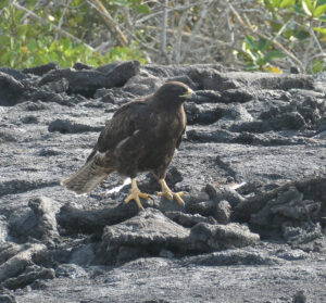 Galapagos Bussard