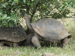 Galpagos Riesenschildkröten