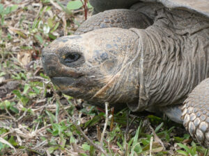 Galpagos Riesenschildkröten