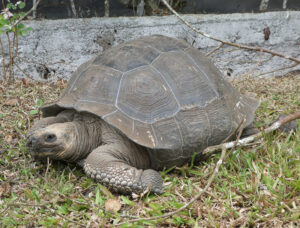 Galpagos Riesenschildkröten