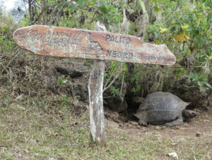 Galpagos Riesenschildkröten