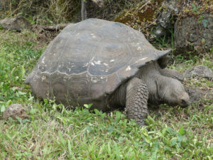 Galpagos Riesenschildkröten