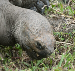Galpagos Riesenschildkröten