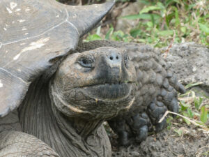 Galpagos Riesenschildkröten