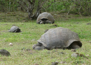 Galpagos Riesenschildkröten