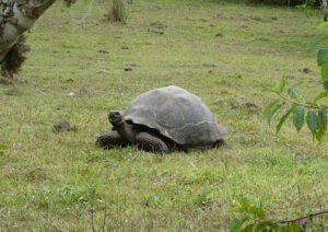 Galpagos Riesenschildkröten