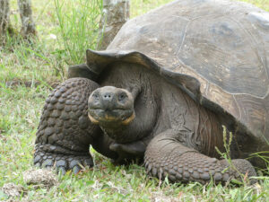Galpagos Riesenschildkröten