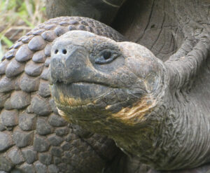 Galpagos Riesenschildkröten