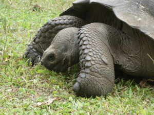 Galpagos Riesenschildkröten