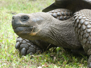 Galpagos Riesenschildkröten