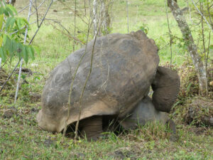 Galpagos Riesenschildkröten