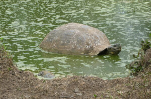 Galpagos Riesenschildkröten