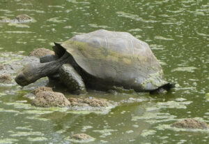 Galpagos Riesenschildkröten