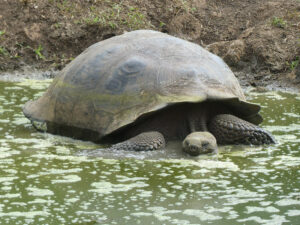 Galpagos Riesenschildkröten