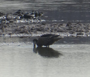 Ente